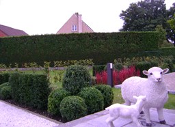 Project Malle buxus en taxus