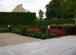 Project Malle buxus en taxus