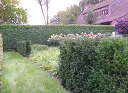 Project Malle buxus en taxus