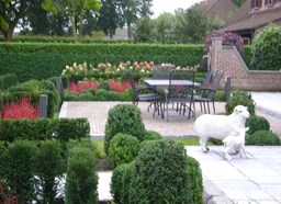 Project Malle buxus en taxus