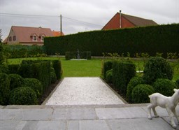 Project Malle buxus en taxus